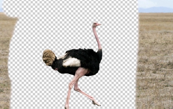 Creation of Compact Ostrich: Step 1